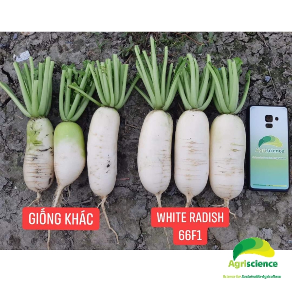 Củ Cải Trắng White Radish 66F1