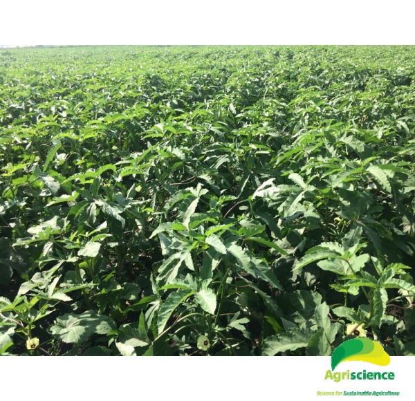 Đậu Bắp Cao Sản AGRI IVORY 666