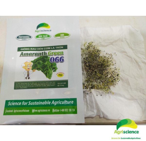 Dền cơm Lá Tròn Amaranth Green 066