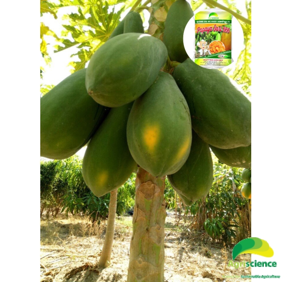 Đu Đủ Ruột Vàng PAPAYA SARI 666