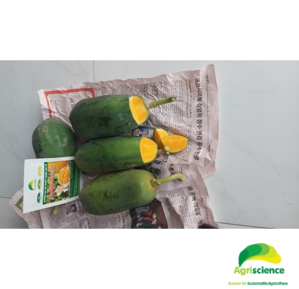 Đu Đủ Ruột Vàng PAPAYA SARI 666