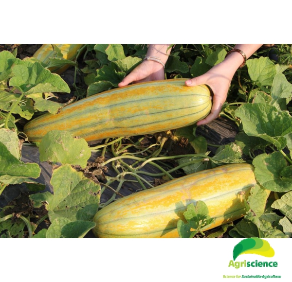 Dưa Gang Cao Sản  Agri Cassaba Melon 063F1