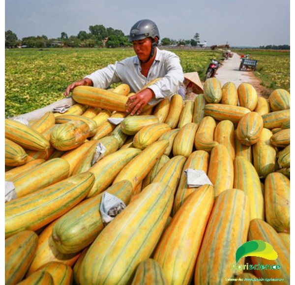 Dưa Gang Cao Sản  Agri Cassaba Melon 063F1