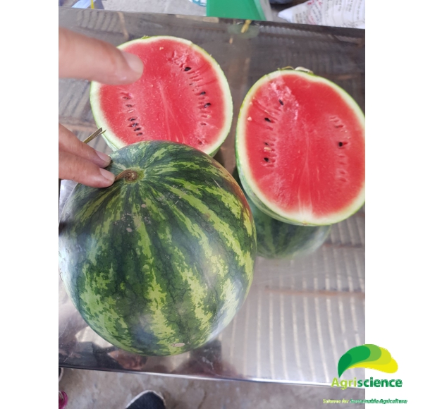 Dưa Hấu AGRI USA 666