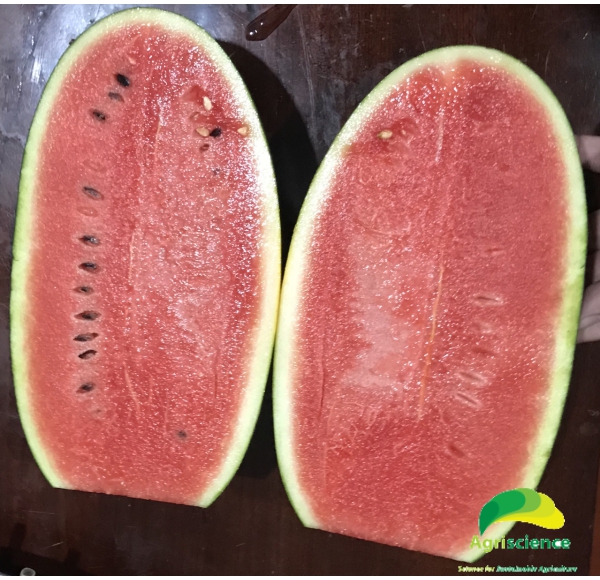Dưa Hấu AGRI RED 909