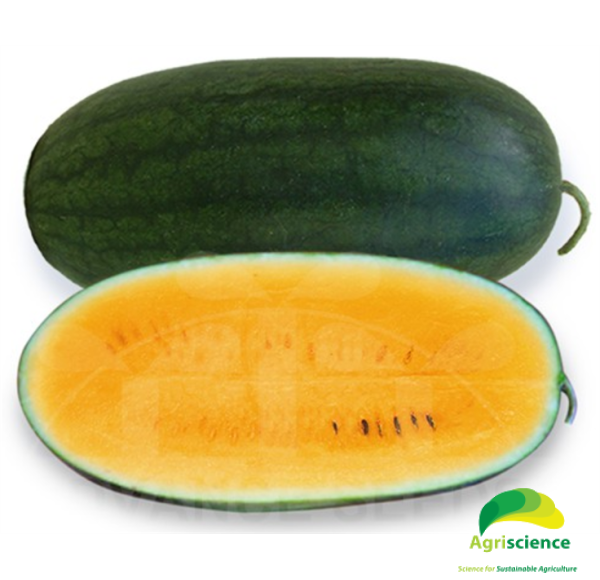 Dưa Hấu AGRI GOLD 999
