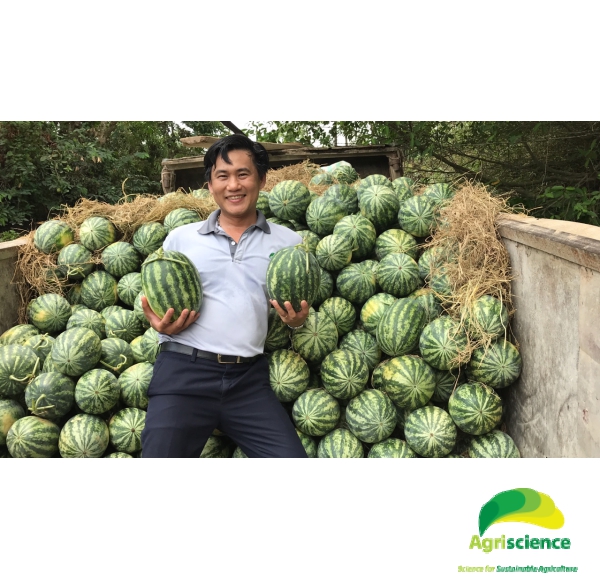 Dưa Hấu AGRI USA 666