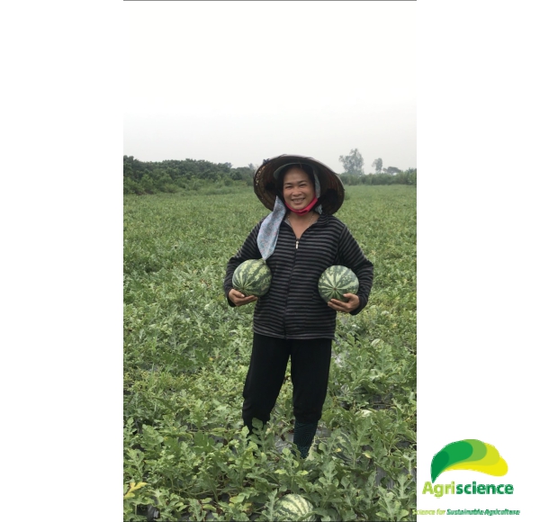 Dưa Hấu AGRI USA 666