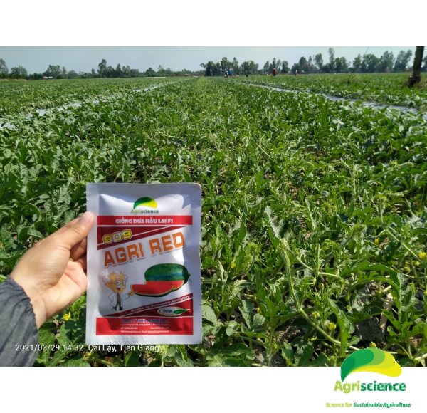 Dưa Hấu AGRI RED 909