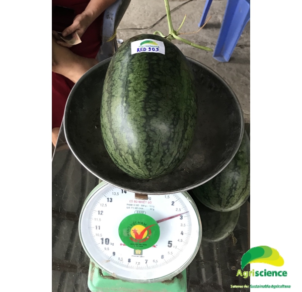 Dưa Hấu AGRI RED 909