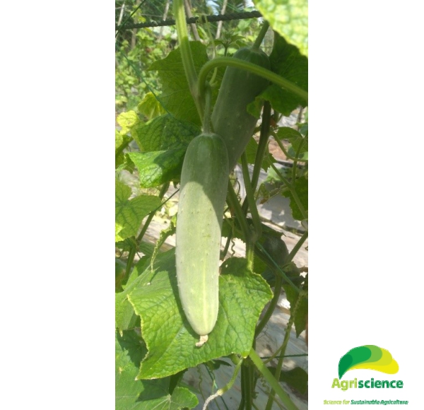 Dưa Leo SUPER GREEN 999