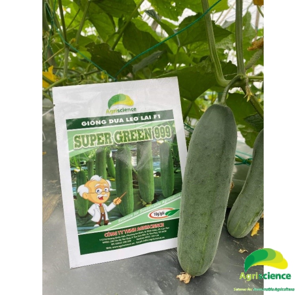 Dưa Leo SUPER GREEN 999