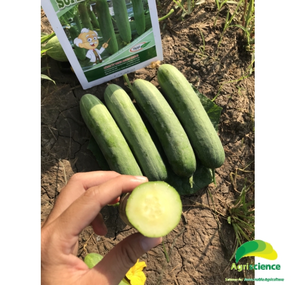 Dưa Leo SUPER GREEN 999