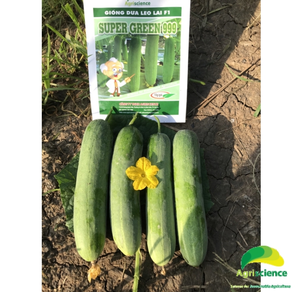Dưa Leo SUPER GREEN 999