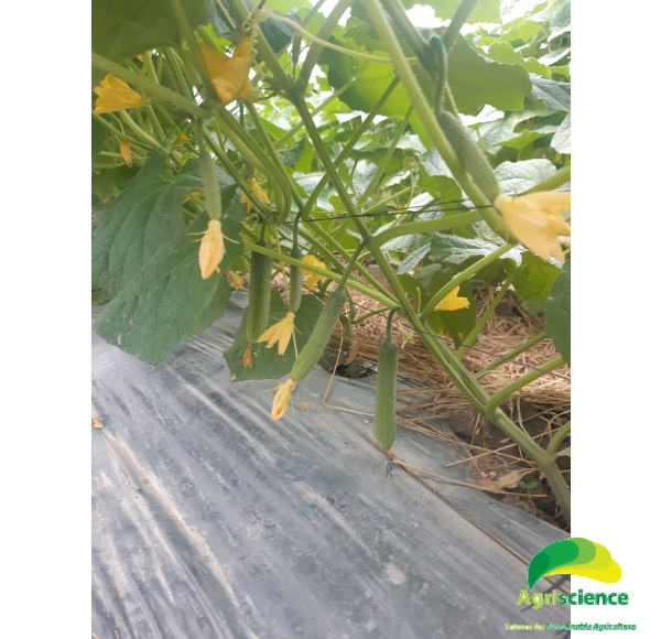 Dưa Leo AGRI MEKONG 666