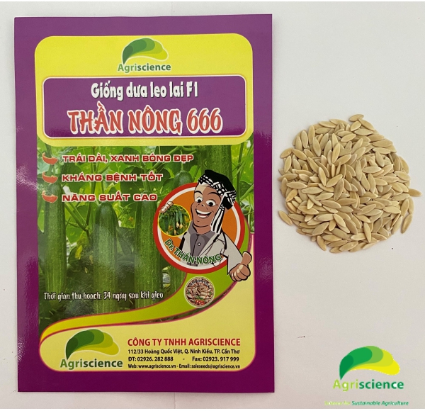 Dưa leo Thần Nông 666