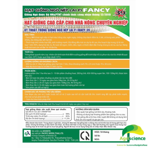 Ngô Nếp lai F1 FANCY 39