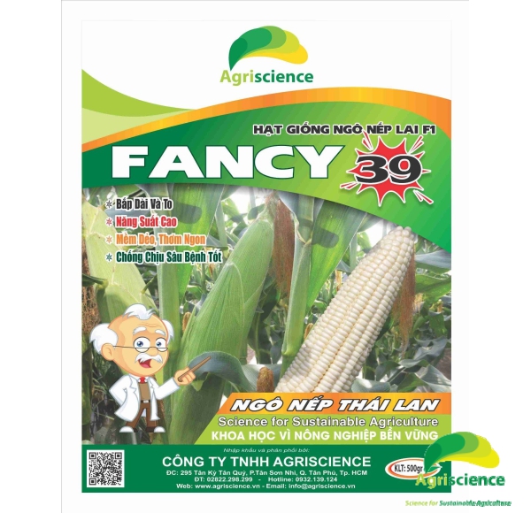 Ngô Nếp lai F1 FANCY 39