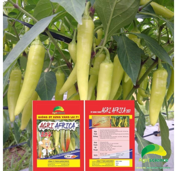 Ớt Sừng Vàng AGRI AFRICA 207