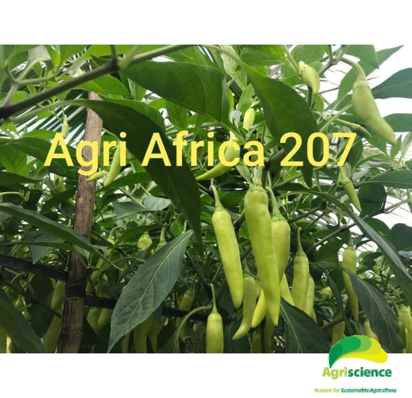 Ớt Sừng Vàng AGRI AFRICA 207