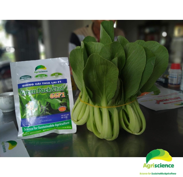 Cải Thìa lai F1 - Green Packchoi 66F1