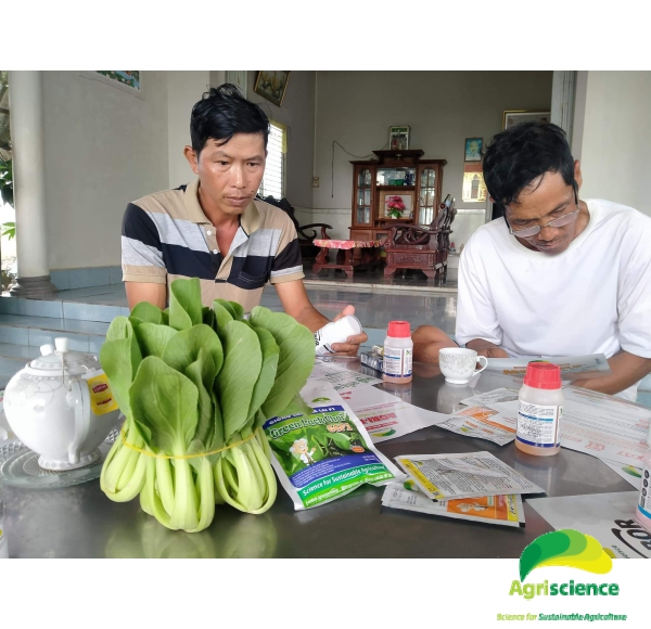 Cải Thìa lai F1 - Green Packchoi 66F1
