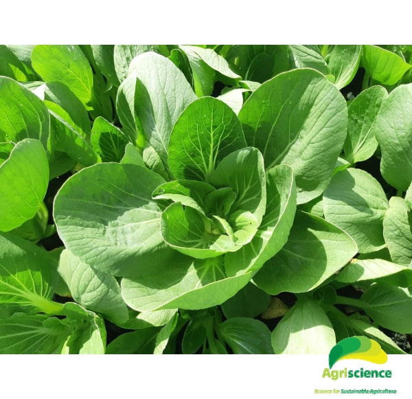 Cải Thìa lai F1 - Green Packchoi 66F1
