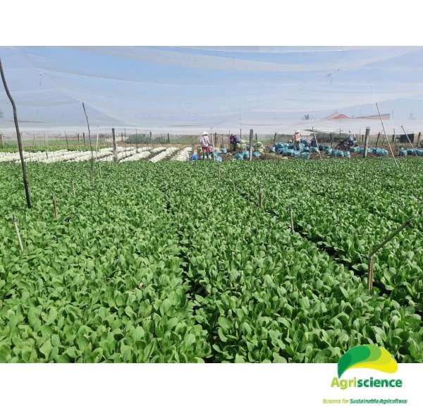 Cải Thìa lai F1 - Green Packchoi 66F1