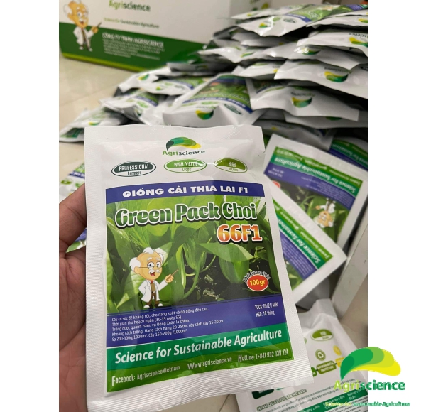 Cải Thìa lai F1 - Green Packchoi 66F1