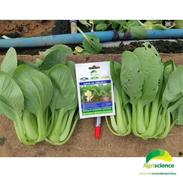 Cải Thìa lai F1 - Green Packchoi 66F1