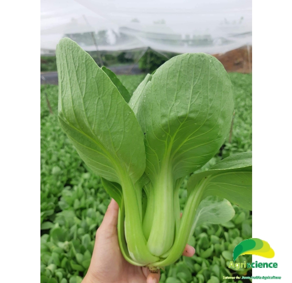 Cải Thìa lai F1 - Green Packchoi 66F1
