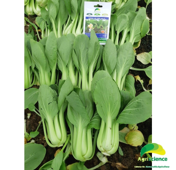 Cải Thìa lai F1 - Green Packchoi 66F1