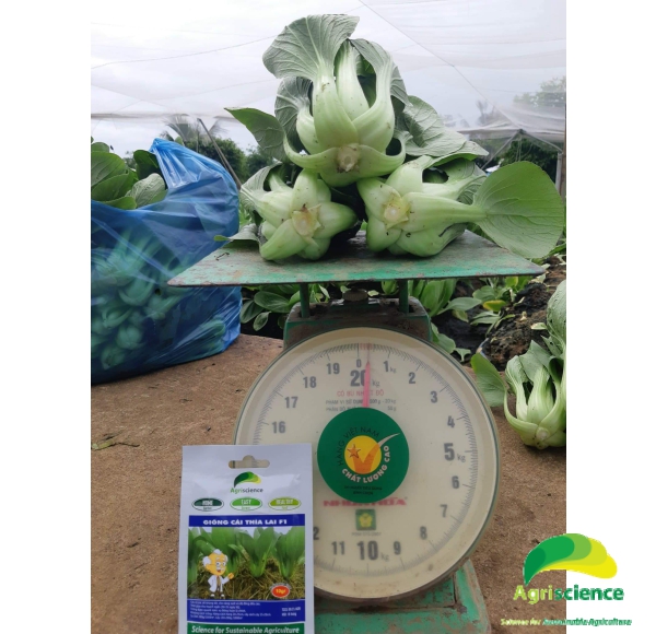 Cải Thìa lai F1 - Green Packchoi 66F1