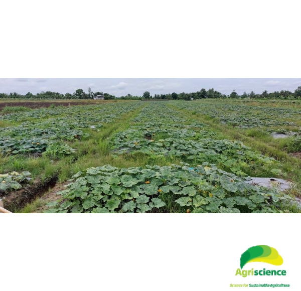 Bí Đậu AGRISUPER 666