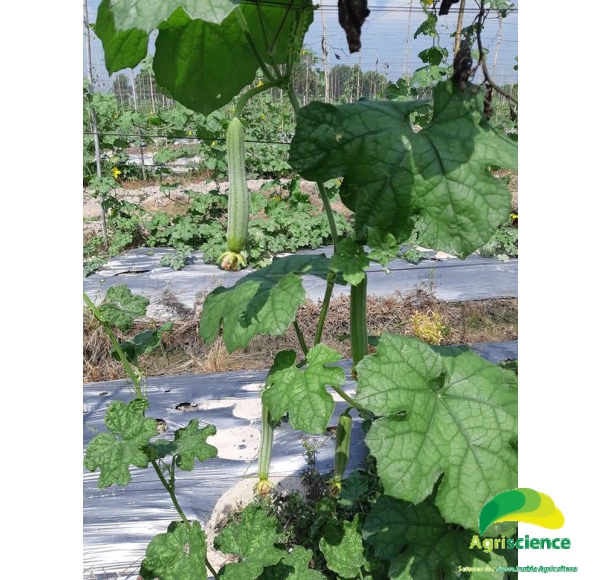 Mướp Hương Lai F1 AGRI OTO 168