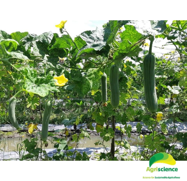 Mướp Hương Lai F1 AGRI OTO 168