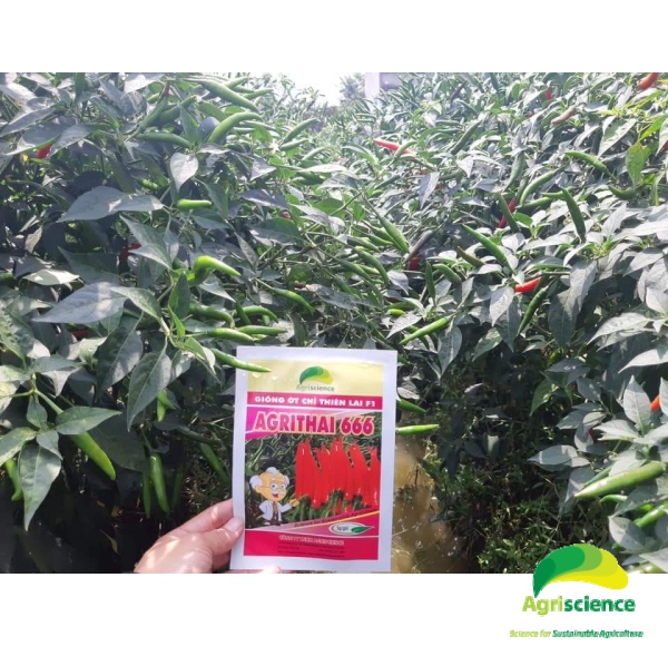 Ớt AGRI THAI 666