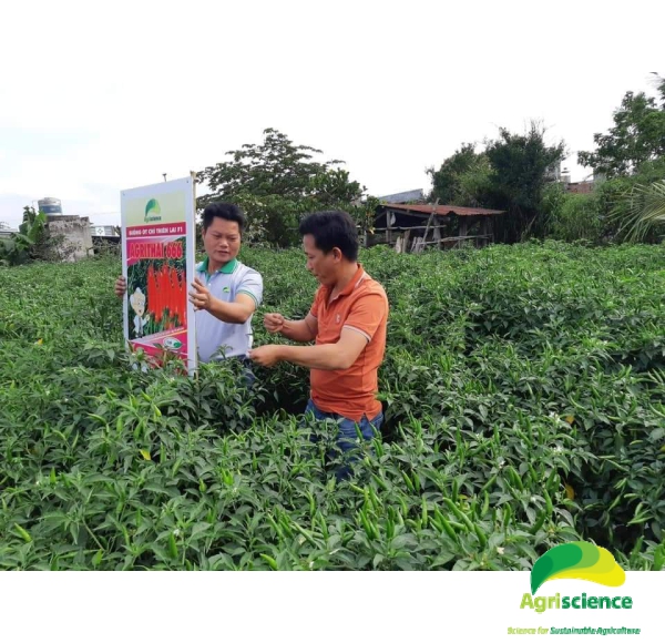 Ớt AGRI THAI 666