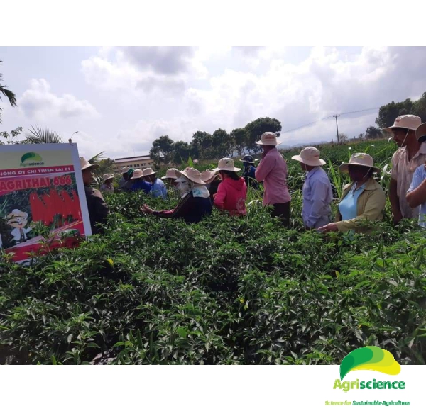 Ớt AGRI THAI 666