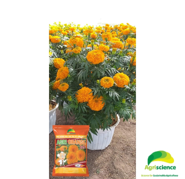 Hoa Vạn Thọ Đỏ Cam Lùn F1 - AGRI ORANGE 02S