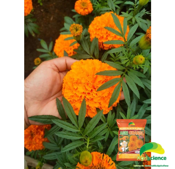 Hoa Vạn Thọ Đỏ Cam Lùn F1 - AGRI ORANGE 02S