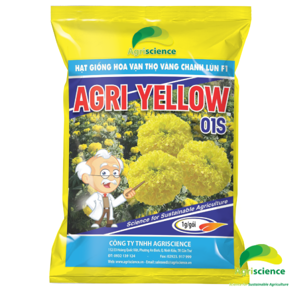 Hoa Vạn Thọ Vàng Chanh Lùn F1 - AGRI YELLOW 01S