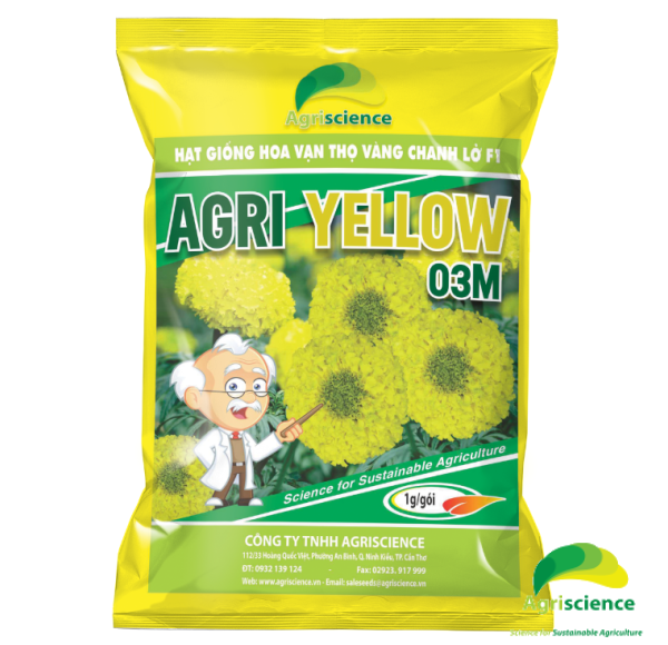 Hoa Vạn Thọ Vàng Chanh Lỡ F1 - AGRI YELLOW 03M