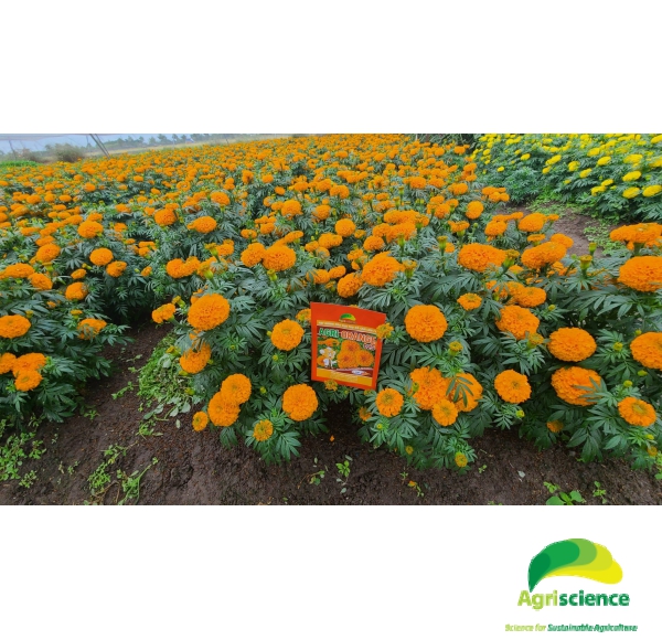 Hoa Vạn Thọ Đỏ Cam Lùn F1 - AGRI ORANGE 02S