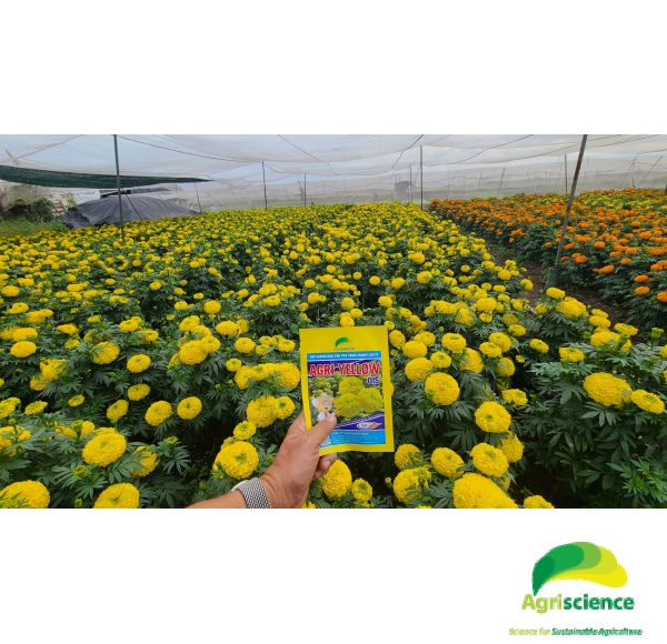 Hoa Vạn Thọ Vàng Chanh Lùn F1 - AGRI YELLOW 01S