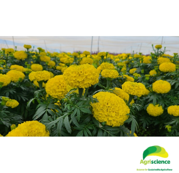 Hoa Vạn Thọ Vàng Chanh Lùn F1 - AGRI YELLOW 01S