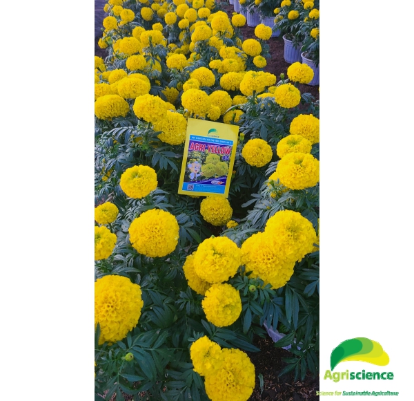 Hoa Vạn Thọ Vàng Chanh Lùn F1 - AGRI YELLOW 01S