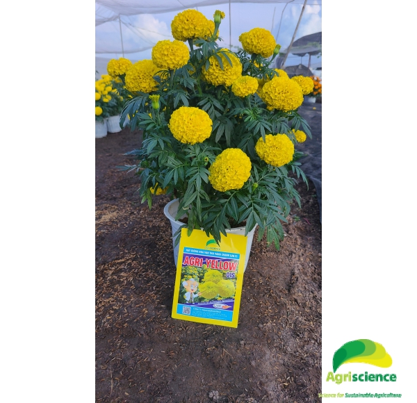 Hoa Vạn Thọ Vàng Chanh Lùn F1 - AGRI YELLOW 01S