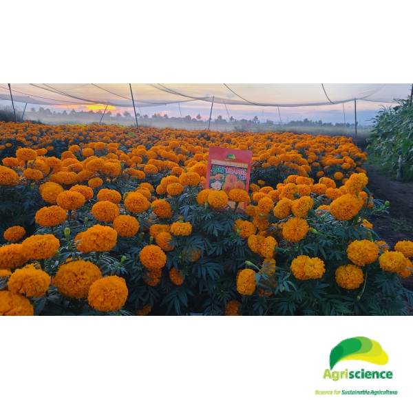 Hoa Vạn Thọ Đỏ Cam Lùn F1 - AGRI ORANGE 02S