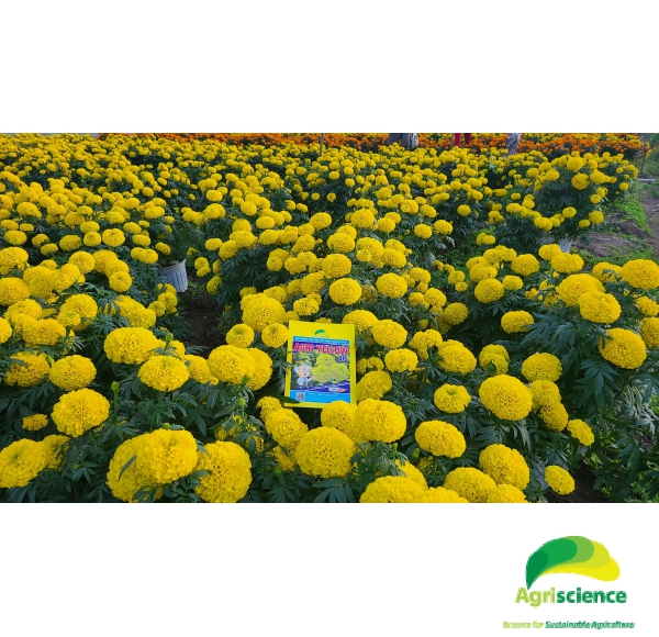 Hoa Vạn Thọ Vàng Chanh Lùn F1 - AGRI YELLOW 01S